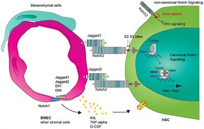 Vascular Notch Signaling in Stress Hematopoiesis